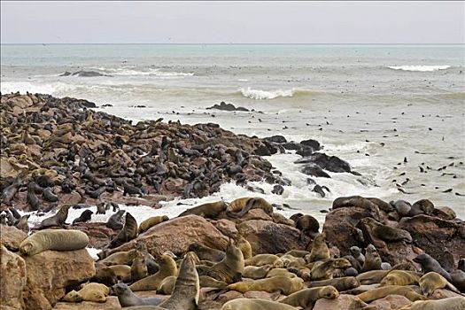 岬角,毛海狮,年轻,克罗斯角,大西洋海岸,纳米比亚,非洲