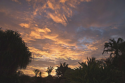 棕榈树,日落,哥斯达黎加