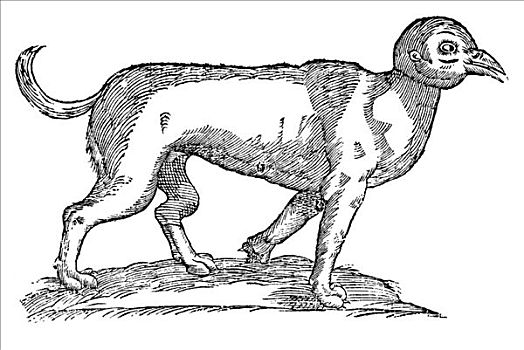木刻,犬属,狗,头部,鸟,1642年,文艺复兴