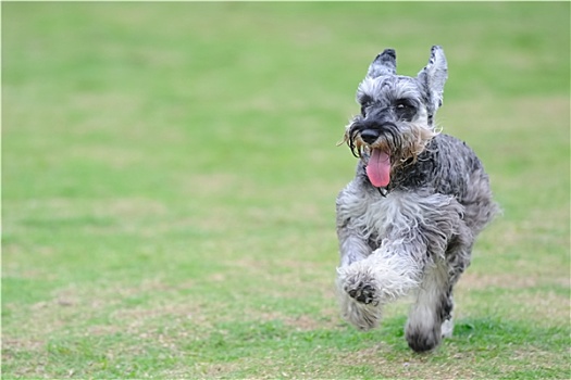 小髯犬,狗,跑,草坪