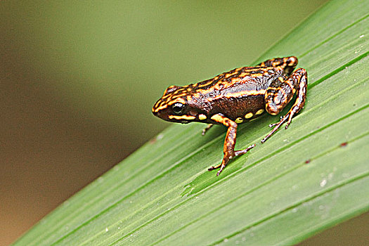 青蛙,栖息,叶子,西北地区,厄瓜多尔