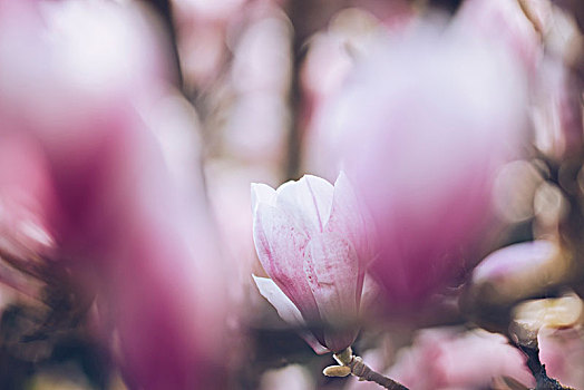 木兰,花,春天