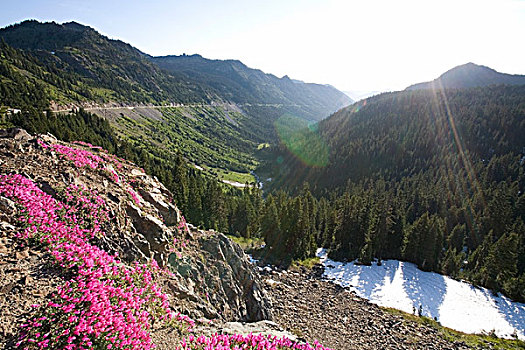 粉色,野花,侧面,山,雷尼尔山国家公园,华盛顿,美国