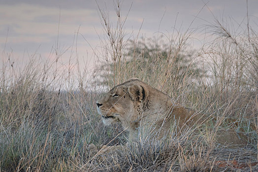 雌狮,狮子,卧,草,向外看,区域,纳米比亚,非洲