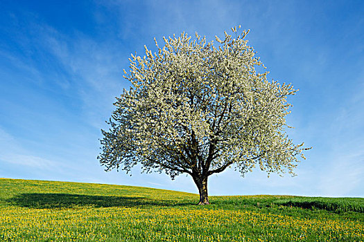 樱桃树,巴伐利亚,德国