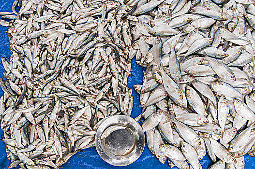 鲜鱼,展示,出售,鱼市,加勒,斯里兰卡