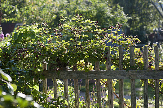 黑莓,悬钩子属植物,木质,花园栅栏
