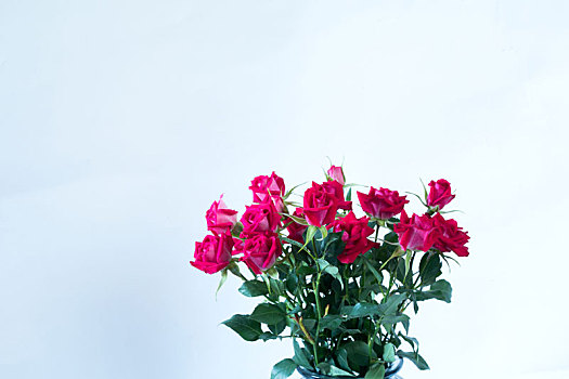 红蔷薇,玫瑰花,一束花