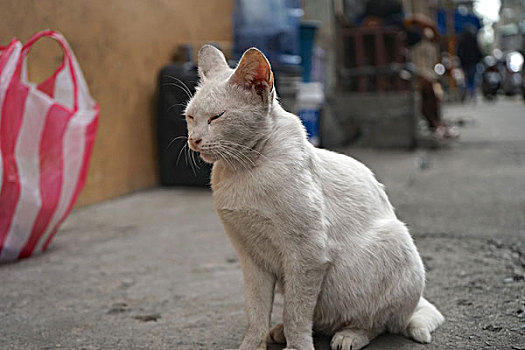 流浪猫