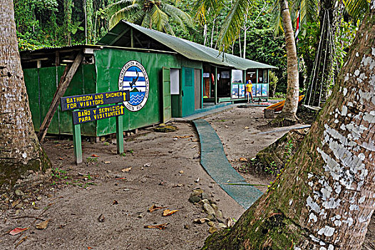 车站,椰树,岛屿,哥斯达黎加,中美洲