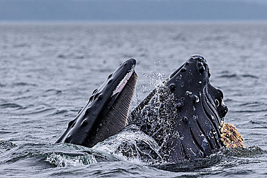 鲸,身体前倾,进食,嘴,宽,布劳顿群岛,海洋公园,温哥华岛,不列颠哥伦比亚省,加拿大
