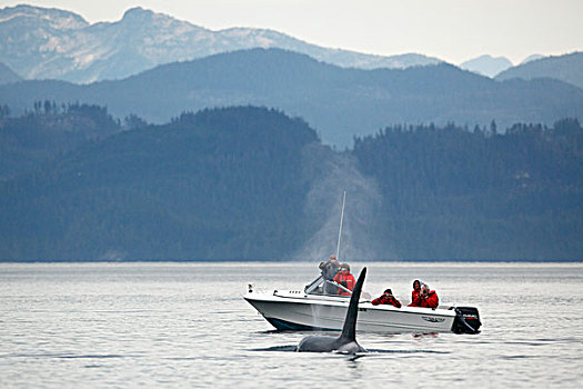 逆戟鲸,约翰斯顿海峡,加拿大