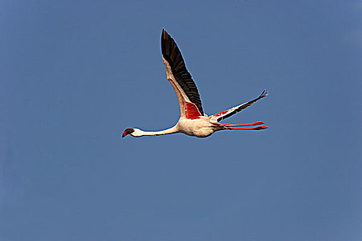 小红鹳,纳库鲁湖,肯尼亚