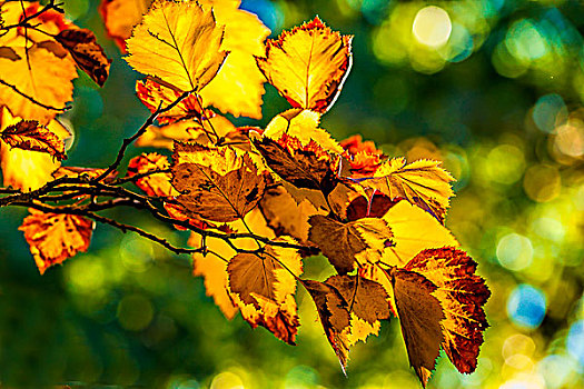 漂亮,彩色,叶子,树,秋天,山,公园,斯波坎,华盛顿
