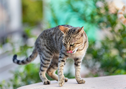 后院花园里玩耍的可爱猫眯