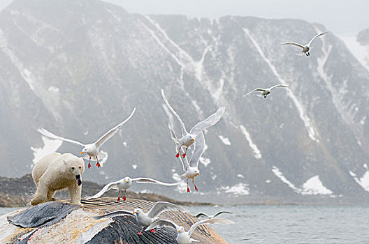 挪威,斯瓦尔巴群岛,斯匹次卑尔根岛,北极熊,海鸥,象牙制品,腐食,畜体,鳍鲸,长须鲸,漂浮,海岸