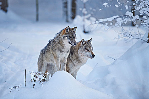 特写,两个,欧亚混血,狼,雪,冬天,白天,巴伐利亚森林,巴伐利亚,德国