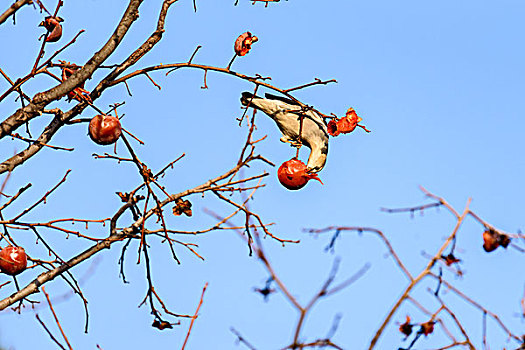北椋鸟吃柿子