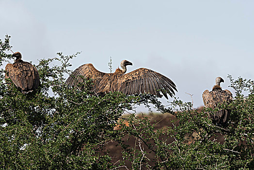 非洲,白背兀鹫,白背秃鹫,树顶,查沃,肯尼亚