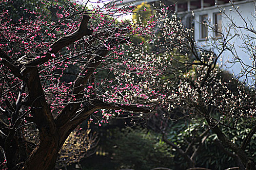 梅花,花朵,梅园,春天,报春