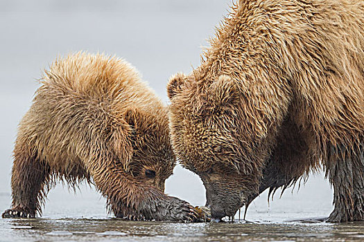 大灰熊,棕熊,潮汐,克拉克湖,国家公园,阿拉斯加