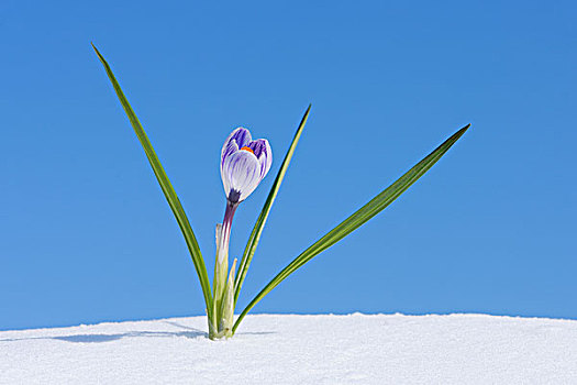 藏红花,雪,弗兰克尼亚,巴伐利亚,德国