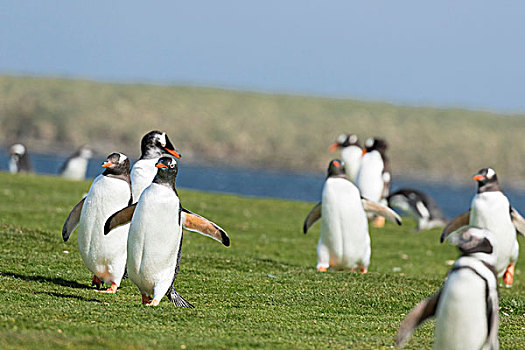 巴布亚企鹅,福克兰群岛