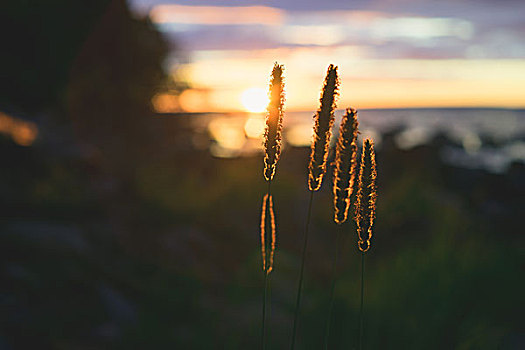 特写,芦苇,草,穗,落日,日落,抽象,背景