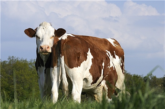 乳业,母牛,草场