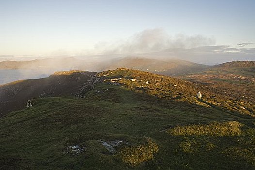 绵羊,山坡,道路,半岛,科克郡,爱尔兰