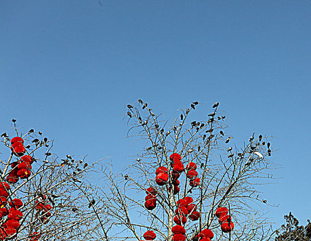 节日红灯笼