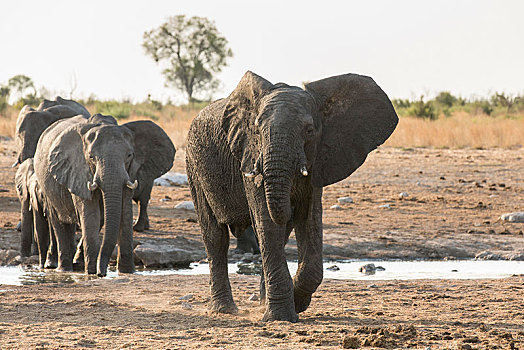 非洲,灌木,大象,非洲象,国家公园,纳米比亚