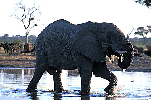 非洲,博茨瓦纳,乔贝国家公园,大象,非洲象,饮料,水潭,靠近,萨维提,湿地,日落