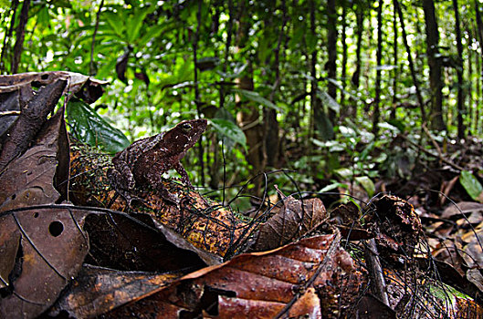 树林,蟾蜍,国家公园,亚马逊雨林,厄瓜多尔