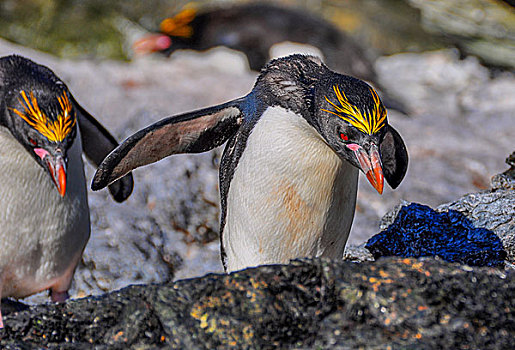 南极南乔治亚群岛麦哲伦企鹅