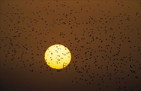 常见八哥,紫翅椋鸟,成群,飞,日落,欧洲