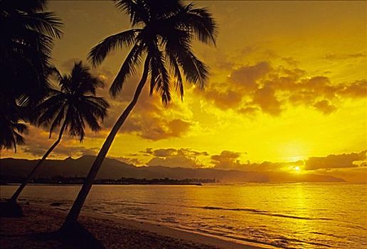 棕榈树,沙滩,剪影,亮黄色,日落,天空