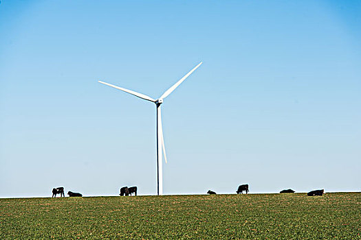 牧场和风车发电机