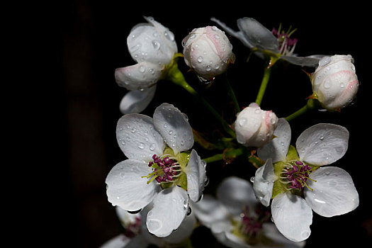 梨花花序图片