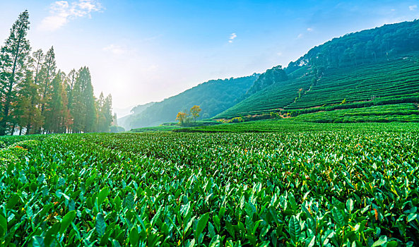 杭州龙井茶乡基地