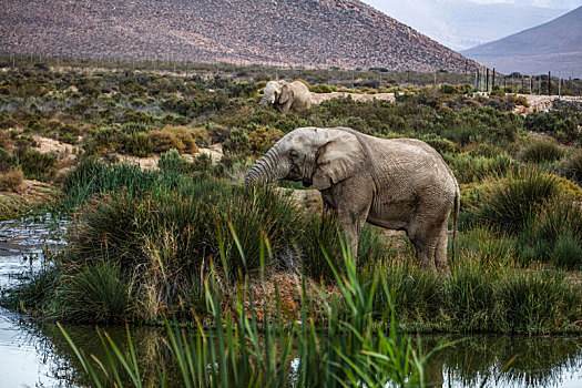 非洲象,放牧,河,西海角,南非