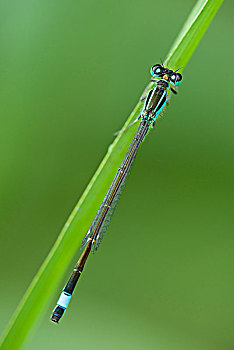 蓝尾蜻蛉,长叶异痣蟌,石南,自然保护区