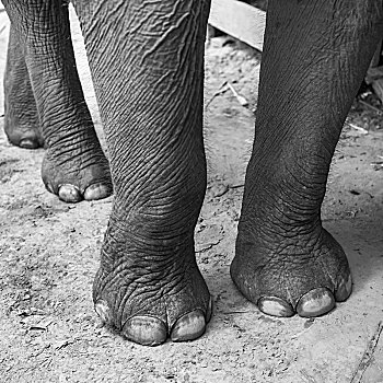 腿,大象,海洋,瀑布,琅勃拉邦,老挝