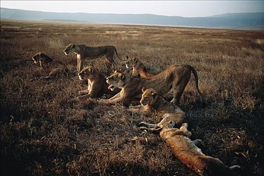 非洲狮,狮子,自豪,伸展,睡觉,塞伦盖蒂国家公园,坦桑尼亚