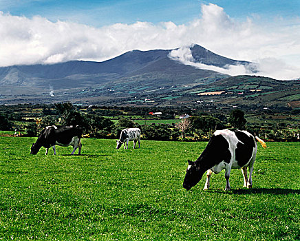 靠近,凯瑞郡,爱尔兰,奶牛