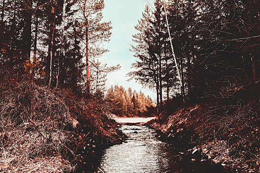 河,树林,俄罗斯