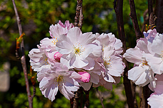 樱花,日本,樱桃,春天