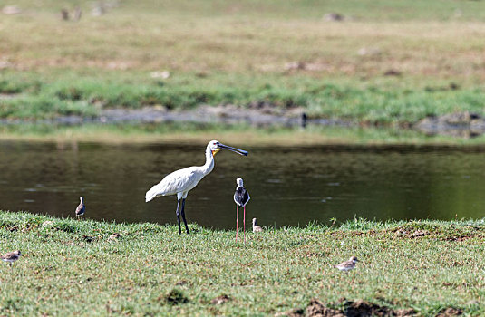 在沼泽地滩涂苇塘等处涉水觅食的白琵鹭鸟
