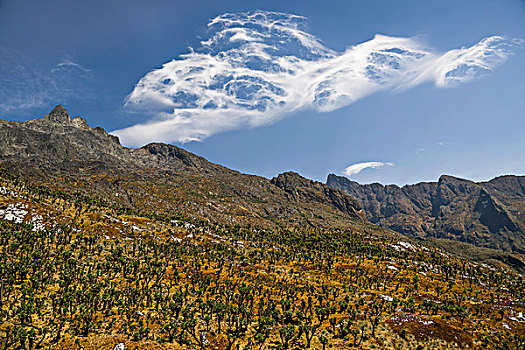 山谷,非洲高山地区,植被,巨大,正面,山,鲁文佐里山,乌干达,非洲