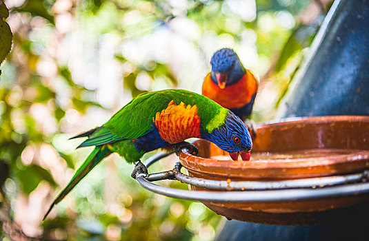 彩虹鹦鹉,吃,器具,俘获,澳大利亚